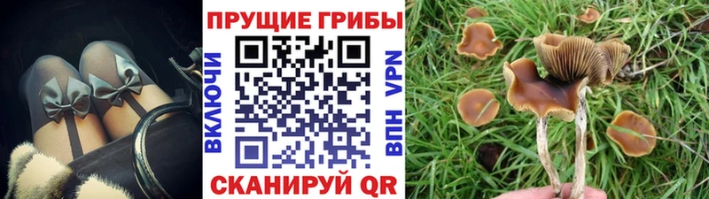 Псилоцибиновые грибы Psilocybe  hydra маркетплейс  Кузнецк 